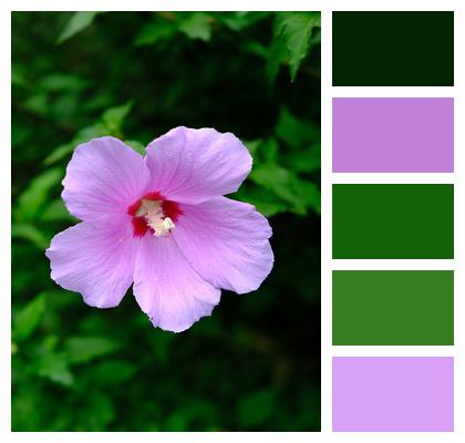 Petal Flower Rose Of Sharon Image